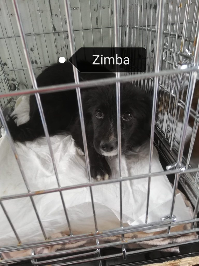 Zimba – vermittelt