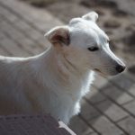 Albina