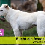 Albina