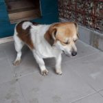 Berti
