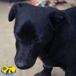 Blacky