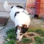 Cuza – vermittelt