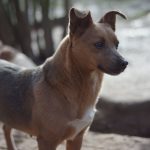 Daisy