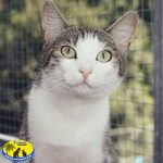 Fritzi