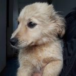 Jinni