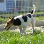 Lotti
