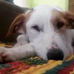 Paco