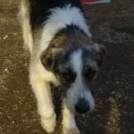 Pepper