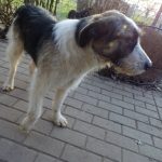 Pepper