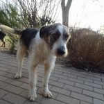 Pepper