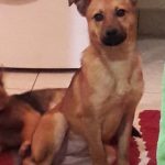 Stella