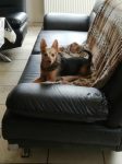 Zorro aus Tripple A / Spanien