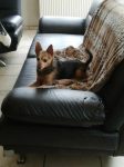 Zorro aus Tripple A / Spanien