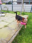 Zorro aus Tripple A / Spanien