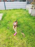 Zorro aus Tripple A / Spanien